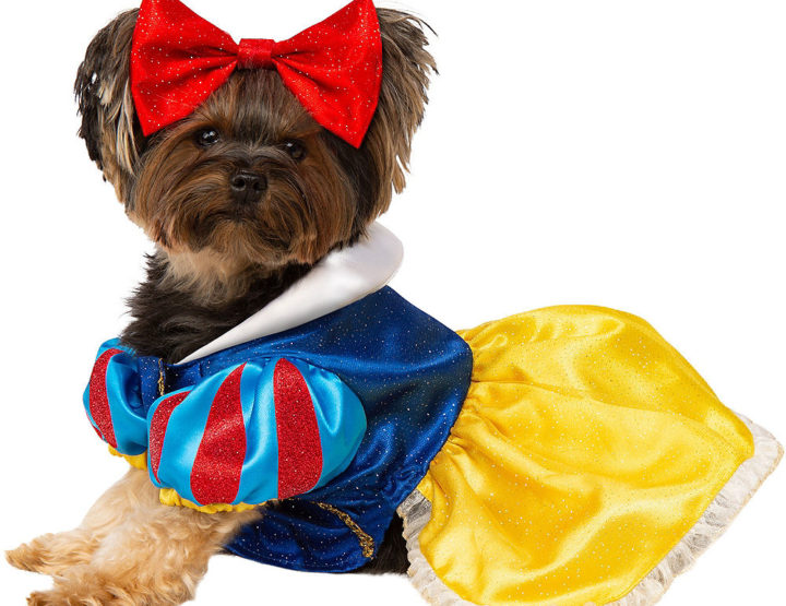 How To Keep Your Pet Safe On Halloween