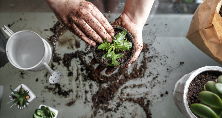 How To Start An Indoor Garden, Even If You Have A Green Thumb